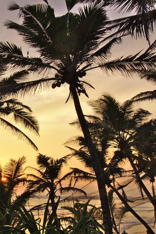 Bãi biển Palm Sri Lanka