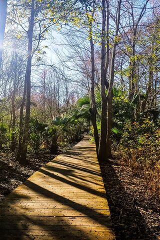 Journey Through the Whispering Woods 🌳✨