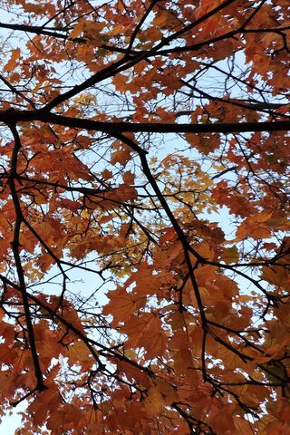 Autumn's Embrace 🍂