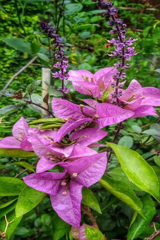 Bougainvillea Bliss: A Garden's Jewel 🌸✨