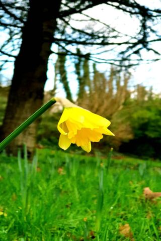Golden Blooms: A Daffodil's Delight 🌼✨