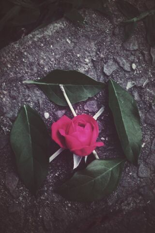 Pink and Sheets Wallpaper - Download to your mobile from PHONEKY