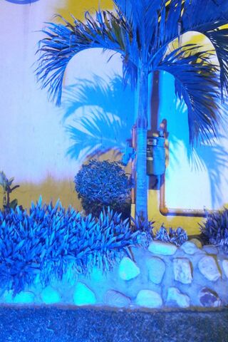Mystical Palmera: A Dance of Shadows 🌴✨