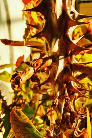 Sharp Thorn