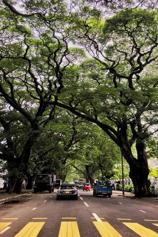 Nature's Canopy: A City Oasis 🌳✨