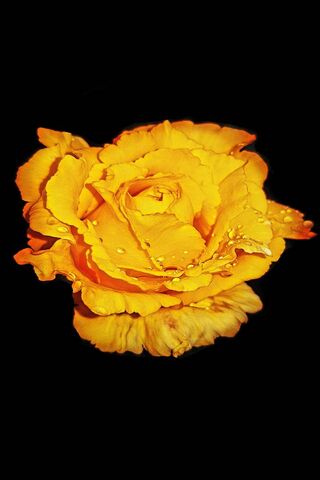 Golden Dawn: The Yellow Rose Eos 🌼✨