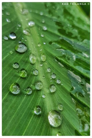 Dewy Awakening: Nature's Morning Gem 🌿✨