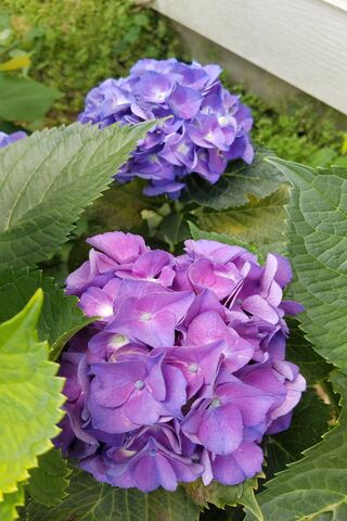 Enchanting Blooms: The Beauty of Hydrangeas 🌸💜