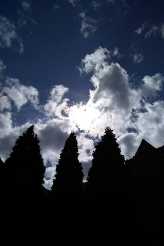 Whispers of the Pines 🌲☁️