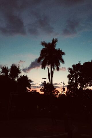 Palmera: A Tropical Sunset Serenity 🌴🌅