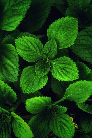 Lush Green Serenity: Th..