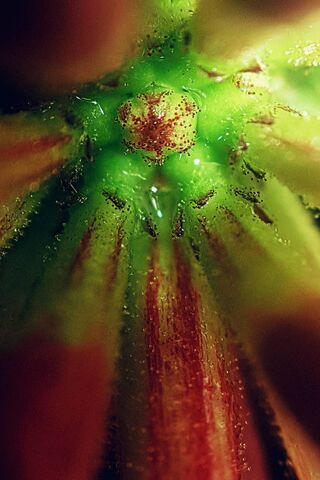 Nature's Sweet Surprise: Eos Honey Suckles 🍯🌿