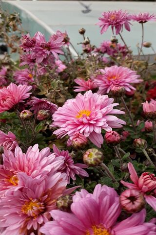 Cicek: A Blooming Symphony of Pink 🌸