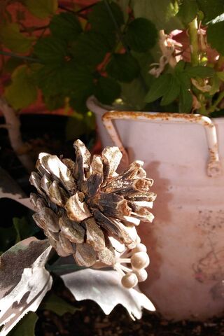 Cono De Pino