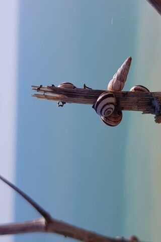 Seaside Treasures: Nature's Artistry 🌊🐚