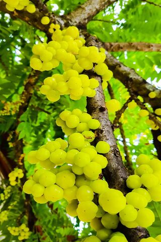 Rata Nelli: Nature's Golden Bunches 🍇✨