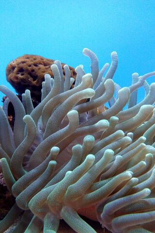 Dancing Tentacles: The Beauty of Anemones 🌊✨