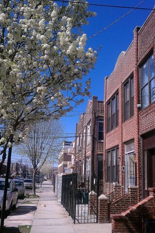 Blossoms of Change