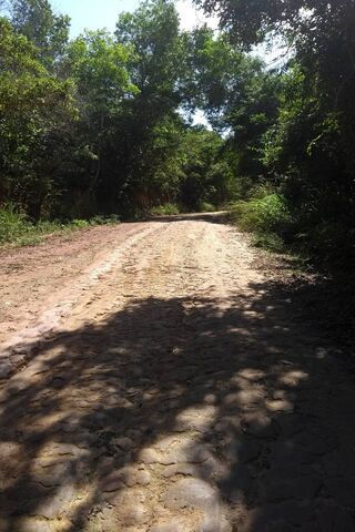 Journey Through Estrada: Nature's Pathway 🌳🚶