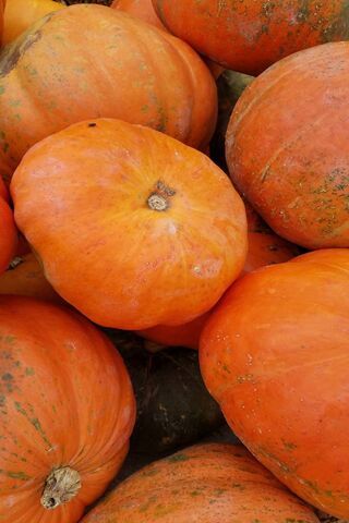 Autumn Harvest Delight 🍂🎃