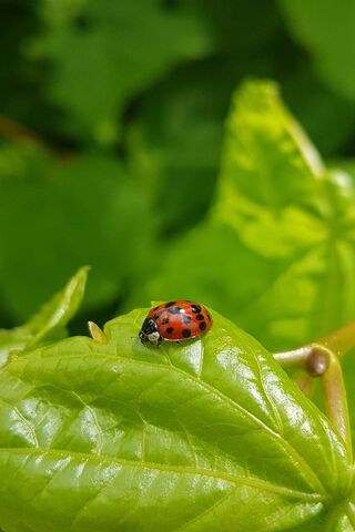 Nature's Little Guardian: The Ladybug on a Leaf 🍃🐞
