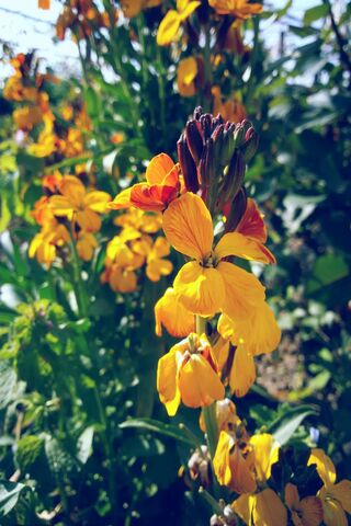 Flori: A Burst of Sunshine 🌼✨