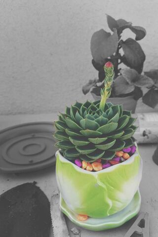 Blooming Beauty: The Succulent Flower