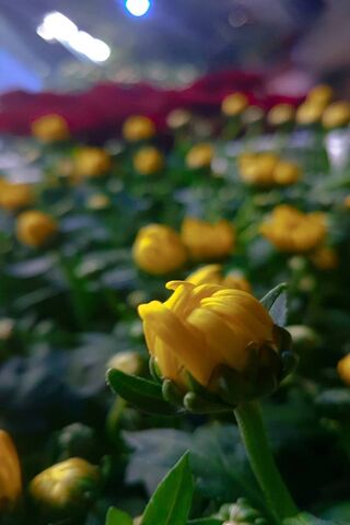 Golden Blooms: A Touch of Sunshine 🌼✨