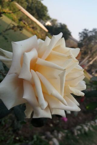 Whispers of Elegance: The Flower Gloom