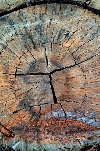 Nature's Art: The Beauty of Wood Grain 🌳✨