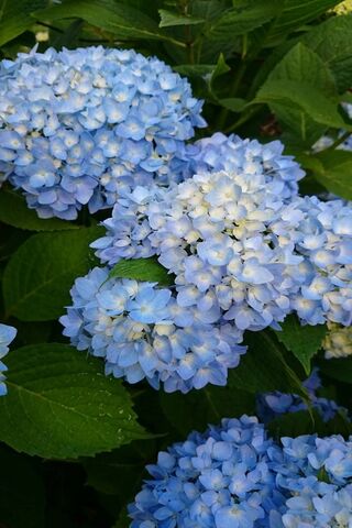 Serenity in Blue: The Enchanting Hydrangea 🌸💙