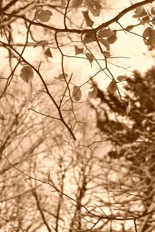 Whispers of Nature: The Journey of Seeds 🌱🍂