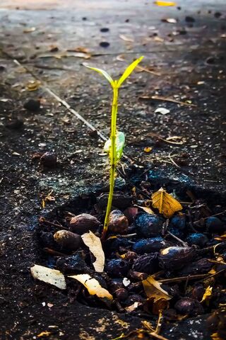 Vida: The Resilience of Nature 🌱
