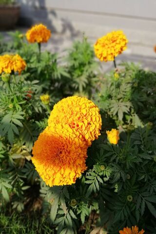 Golden Blooms: The Cheerful Chrysanthemum 🌼✨