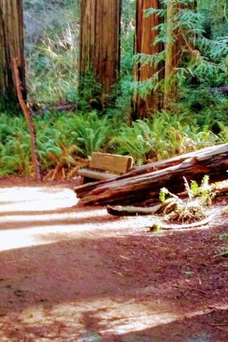 Stout Grove