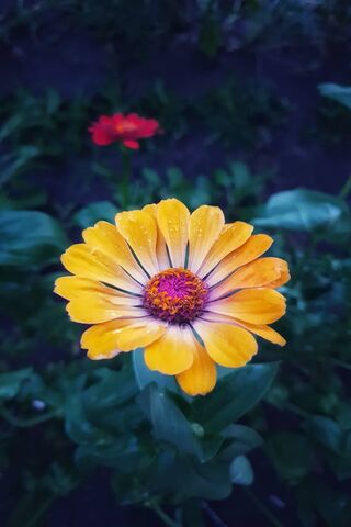 Flowerpower S9 Plus
