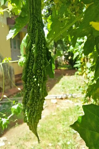 Bitter Gourd