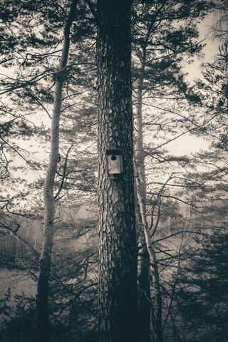 Nature's Cozy Nest: The..