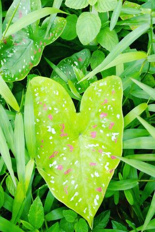 Vibrant Heart of Nature 💚🌿