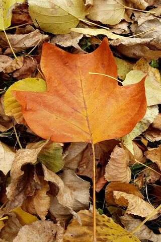Golden Tapestry of Autumn