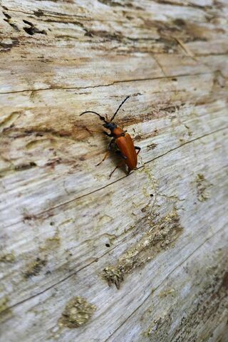 Woodland Wanderer: The Beetle's Journey 🐞🌲