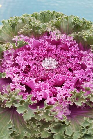 Ornamental Cabbage