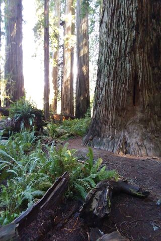 Majestic Giants of the Redwood Forest 🌲✨