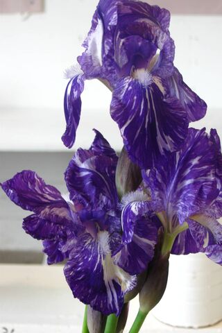 Majestic Iris: Nature's Purple Wonder 🌸💜