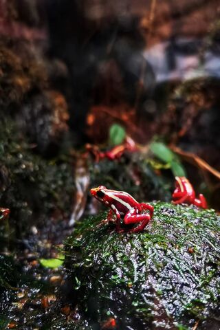 Nature's Colorful Warning: The Poison Frog