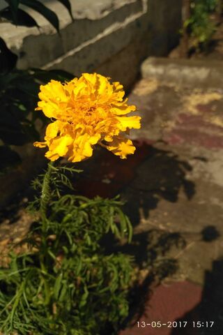 Golden Blooms: Nature's..