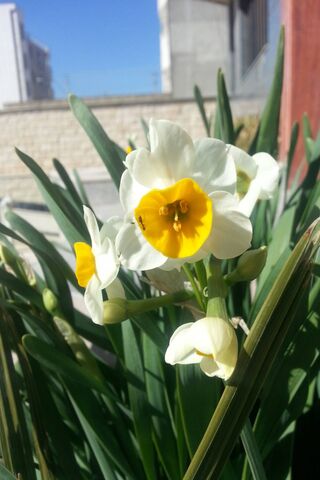Shiraz Blossom: A Touch of Elegance 🌼✨