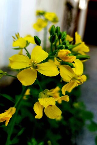 Golden Blooms: The Beauty of Mustard Flowers 🌼✨