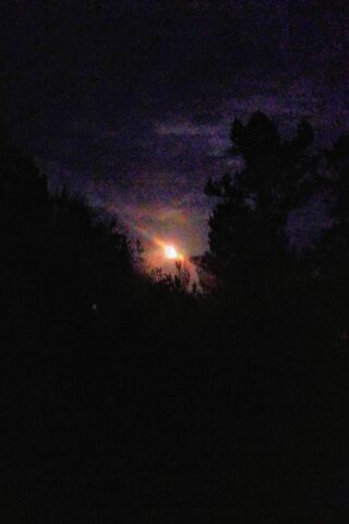 Whispers of the Moonrise 🌙✨