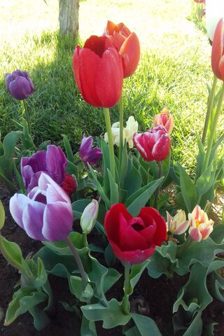 Gul: A Symphony of Tulips 🌷🎶